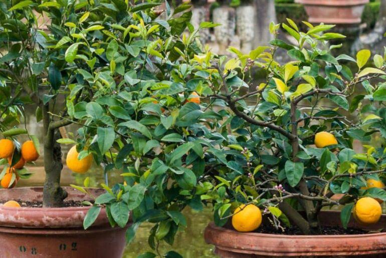 [TRUTH] Can You Eat The Fruit From A Patio Garden?