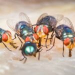 [HOW TO] Get Rid Of Flies On A Patio And Outside (EASY)