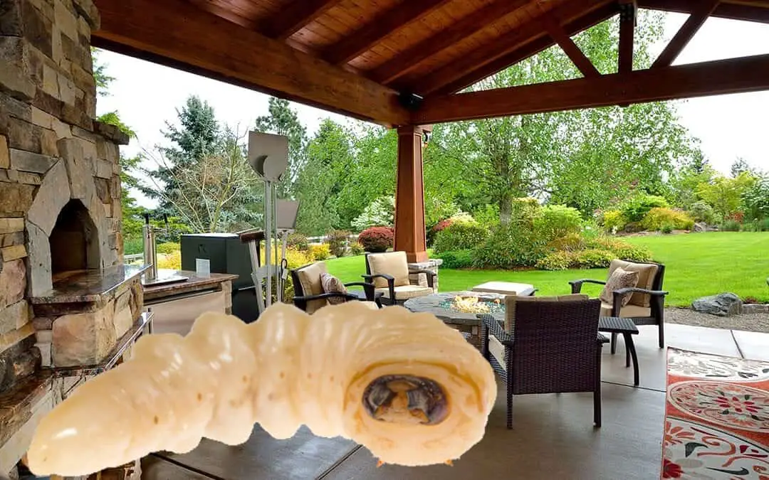 [9 Tips] How to Get Rid of Maggots On Your Patio Clever Patio