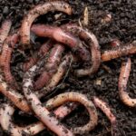 How to Prevent Earthworms on Your Patio: 5 Effective Methods