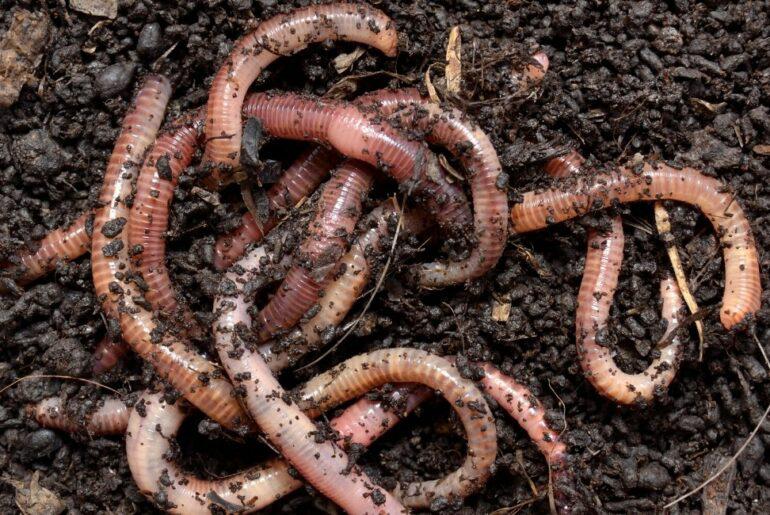 How to Prevent Earthworms on Your Patio: 5 Effective Methods