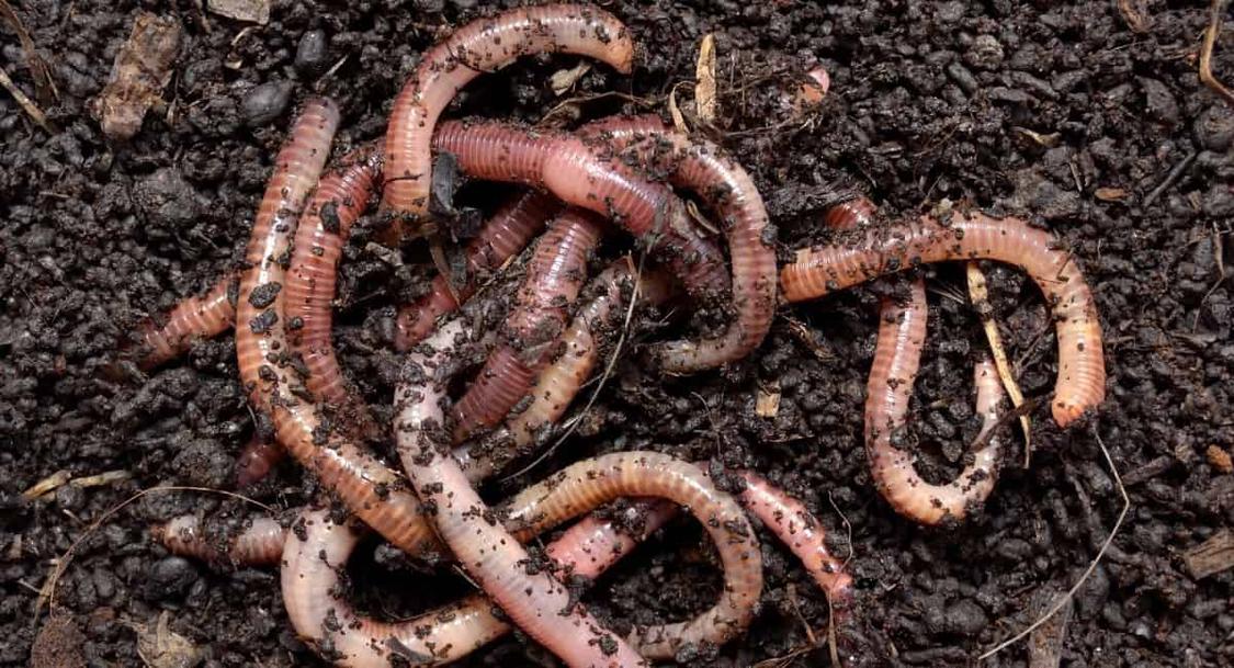 How To Prevent Earthworms On Your Patio