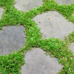 Can You Grow Grass Between Pavers? [And How]