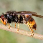 Keep Wasps Away From Your Porch/Patio/Deck! [3 WAYS]