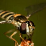 7 Effective Ways to Get Rid of Hoverflies On Patio