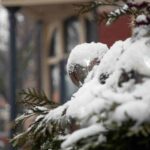 Will a Covered Porch Protect Plants from Frost?