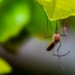 [9 Ways] How to Keep Mosquitoes Away from Patios