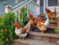 5 Effective Ways to Keep Chickens Off Your Porch - Clever Patio