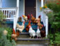 5 Effective Ways to Keep Chickens Off Your Porch - Clever Patio