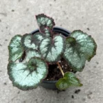 Begonia Escargot Care and Grow Guide