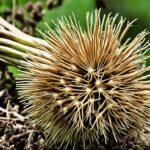 Burdock Root: A Comprehensive Guide to its Benefits and Side Effects