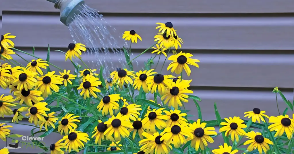 Drought-Tolerant Plants