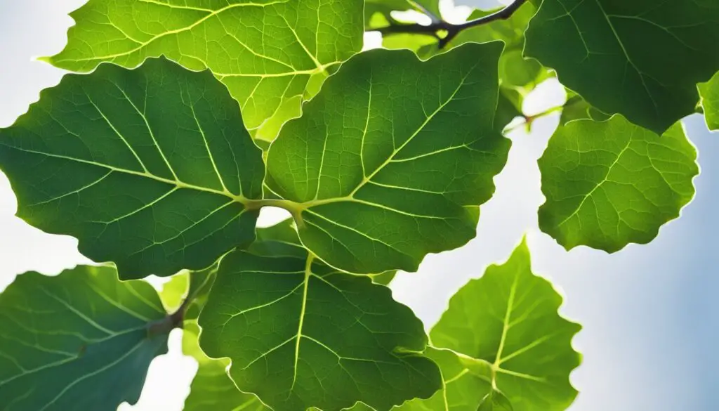 Fig Leaves