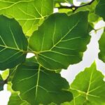 The Power of Fig Leaves: A Natural Remedy for Diabetes and More