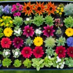 10 Flower Seeds You Can Direct Sow Outside