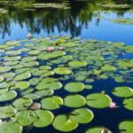 How to Grow Gorgeous Water Lilies in Your Pond