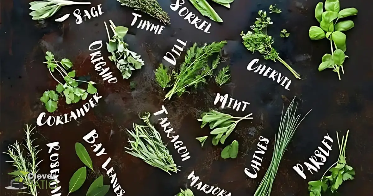 Herbs That Should Be Planted Together