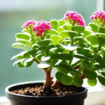 How to Care for Kalanchoe and Get It to Rebloom Every Year