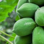 Papaya Sap: Nature’s Hidden Elixir for Health and Healing