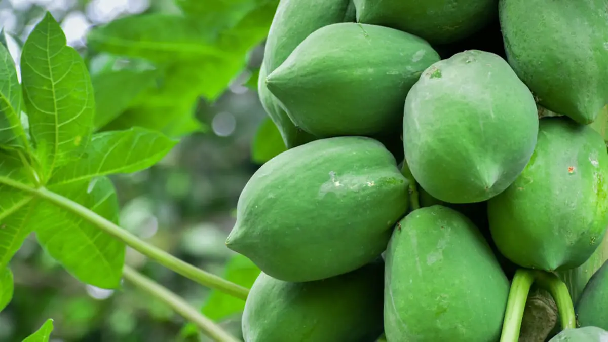 Papaya Sap: Nature’s Hidden Elixir for Health and Healing