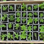 20 Plants And Herbs Which You Can Grow From Cuttings