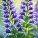 6 Reasons Why You Should Grow Anise Hyssop & How To Care For It