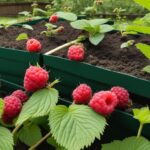 How to grow giant Raspberries in Raised Beds