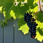 How to grow grapes from seed (in containers)