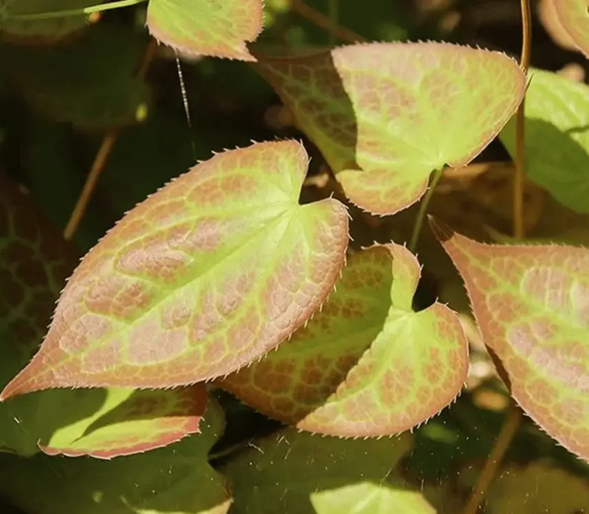 Plants That Help Keep Weeds Out of Your Garden