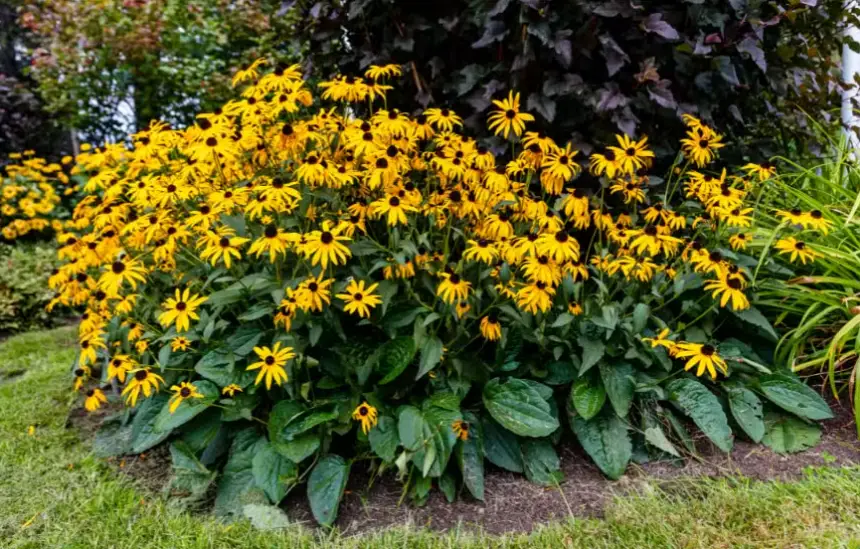 Drought-Tolerant Plants