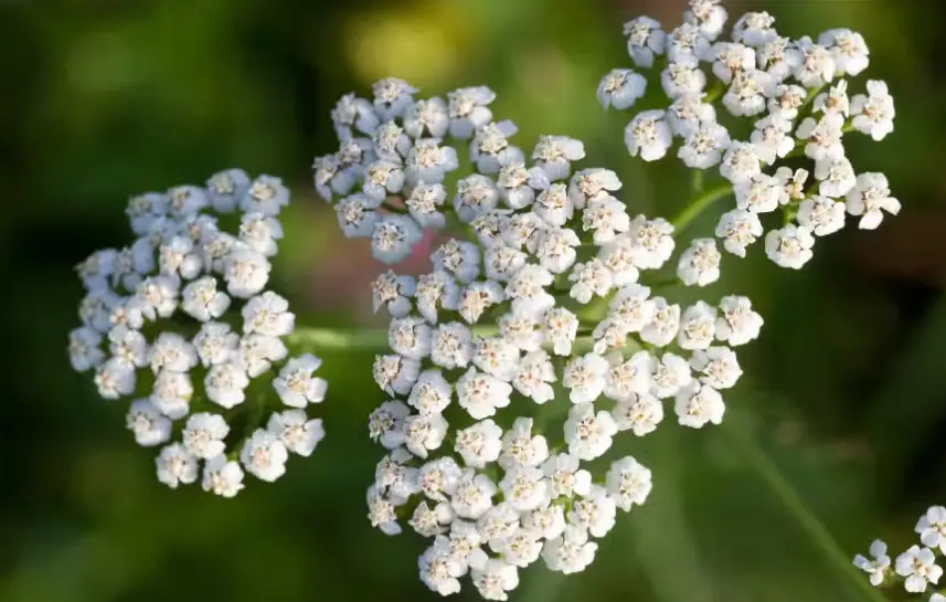 Drought-Tolerant Plants