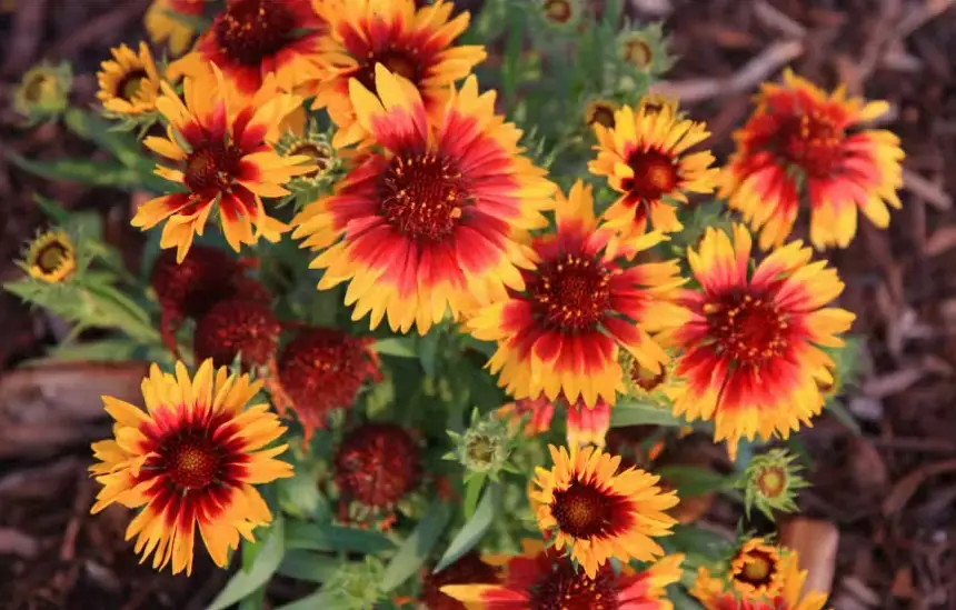 Drought-Tolerant Plants