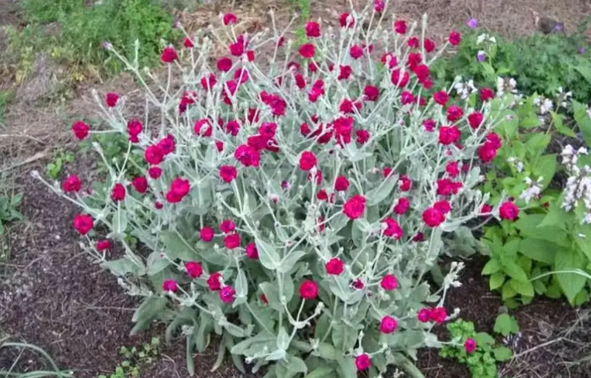 Drought-Tolerant Plants