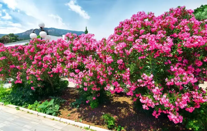 Drought-Tolerant Plants