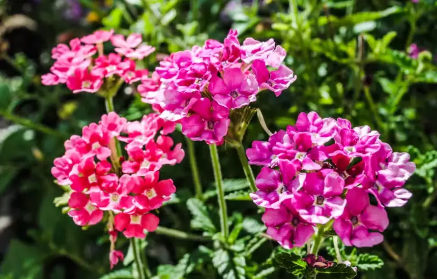 Drought-Tolerant Plants