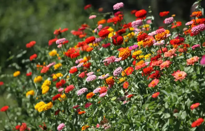 Drought-Tolerant Plants