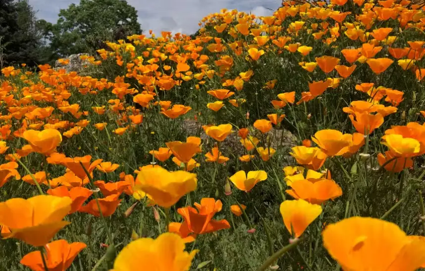 Drought-Tolerant Plants