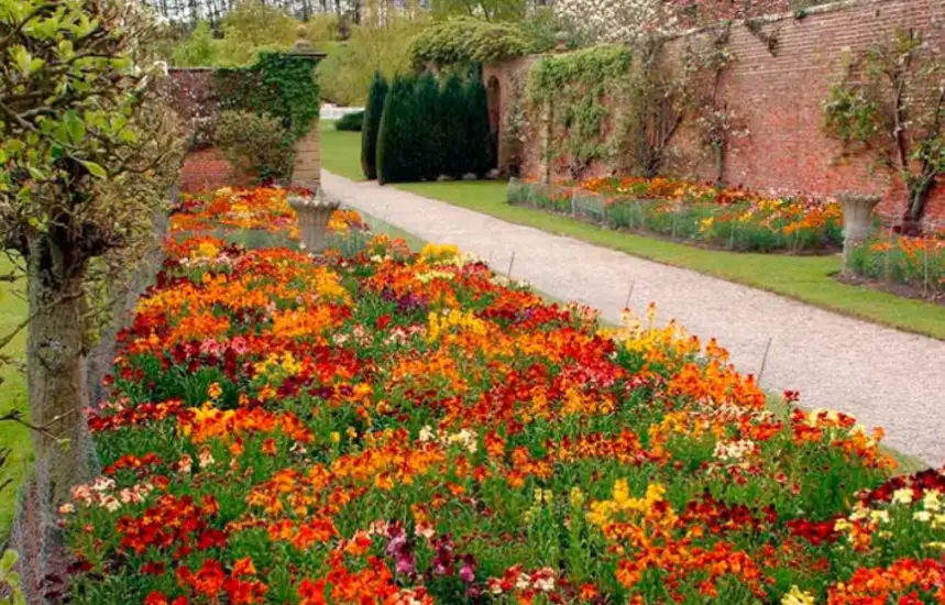 Drought-Tolerant Plants