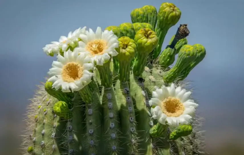 Drought-Tolerant Plants