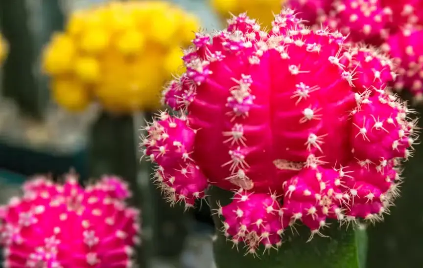 Drought-Tolerant Plants