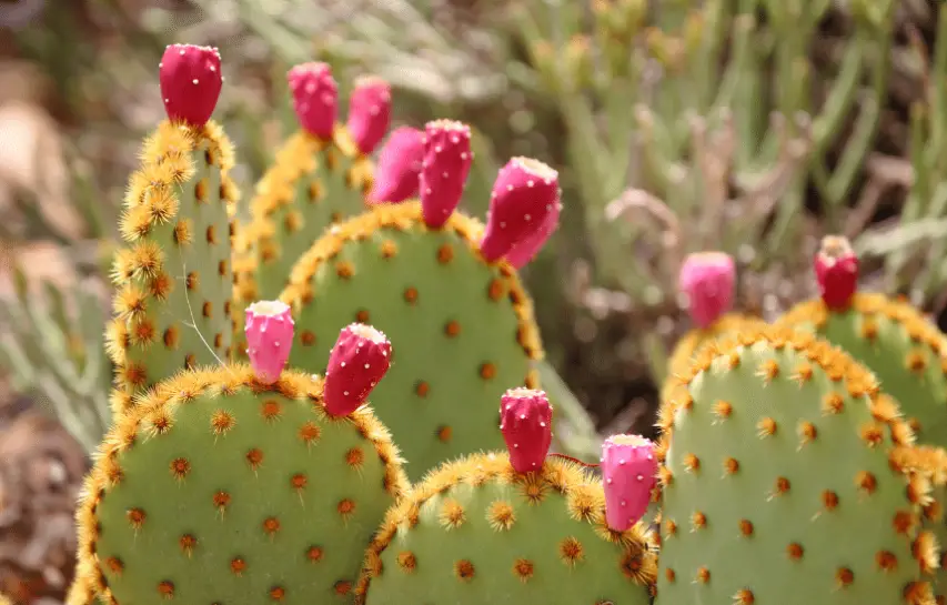 Drought-Tolerant Plants