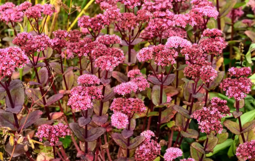 Drought-Tolerant Plants