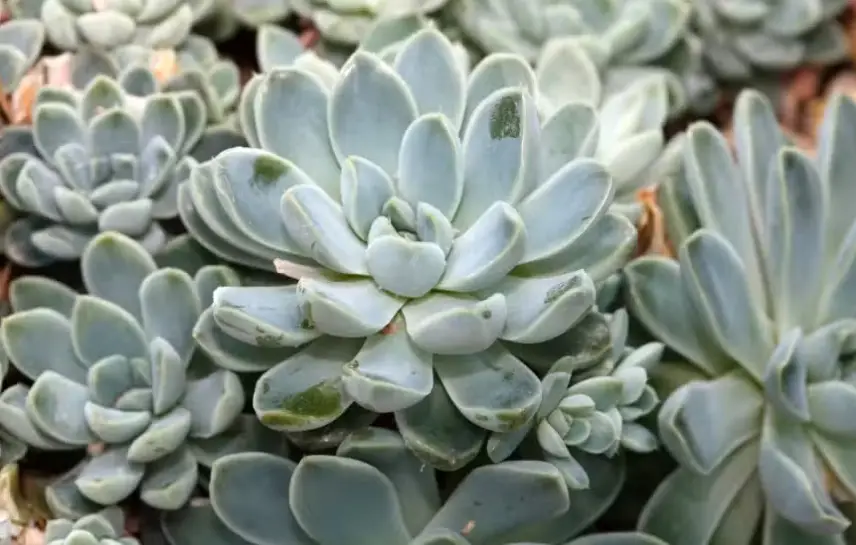 Drought-Tolerant Plants