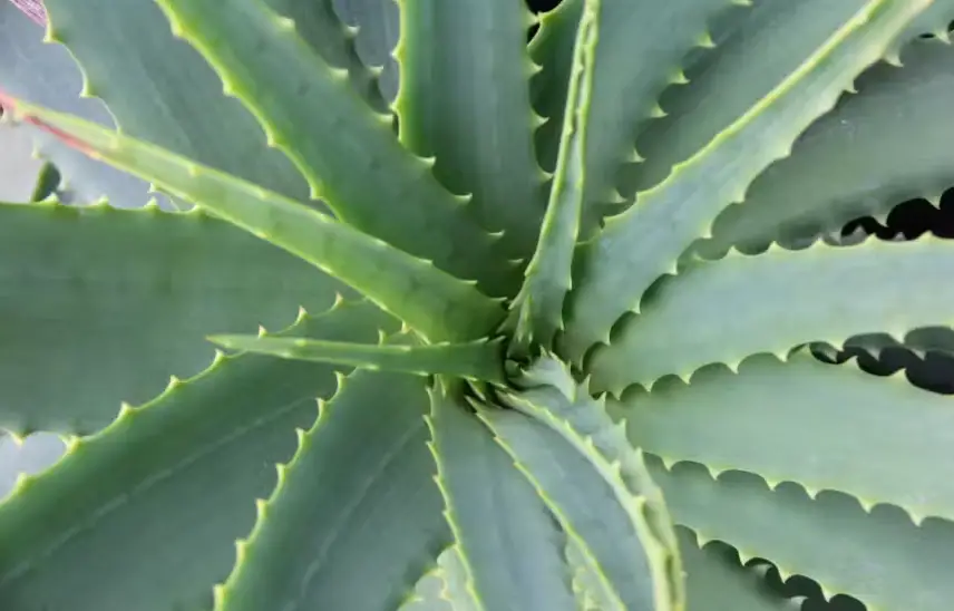 Drought-Tolerant Plants