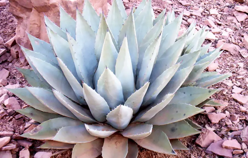 Drought-Tolerant Plants