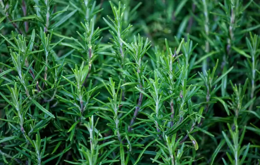 Drought-Tolerant Herbs