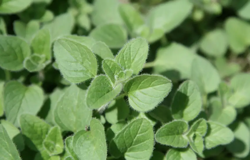 Drought-Tolerant Herbs