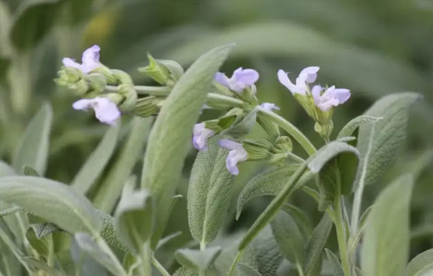 Drought-Tolerant Herbs