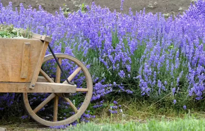 Drought-Tolerant Herbs