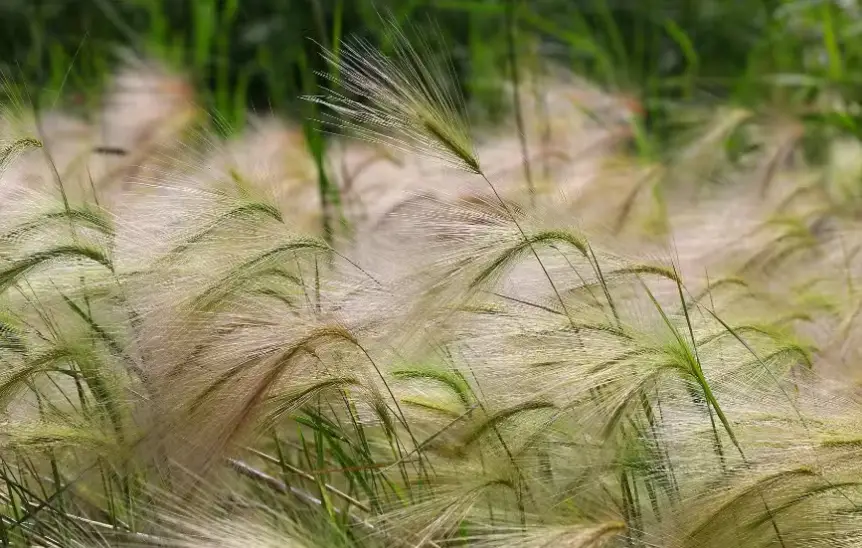 Drought Tolerant Ornamental Grasses